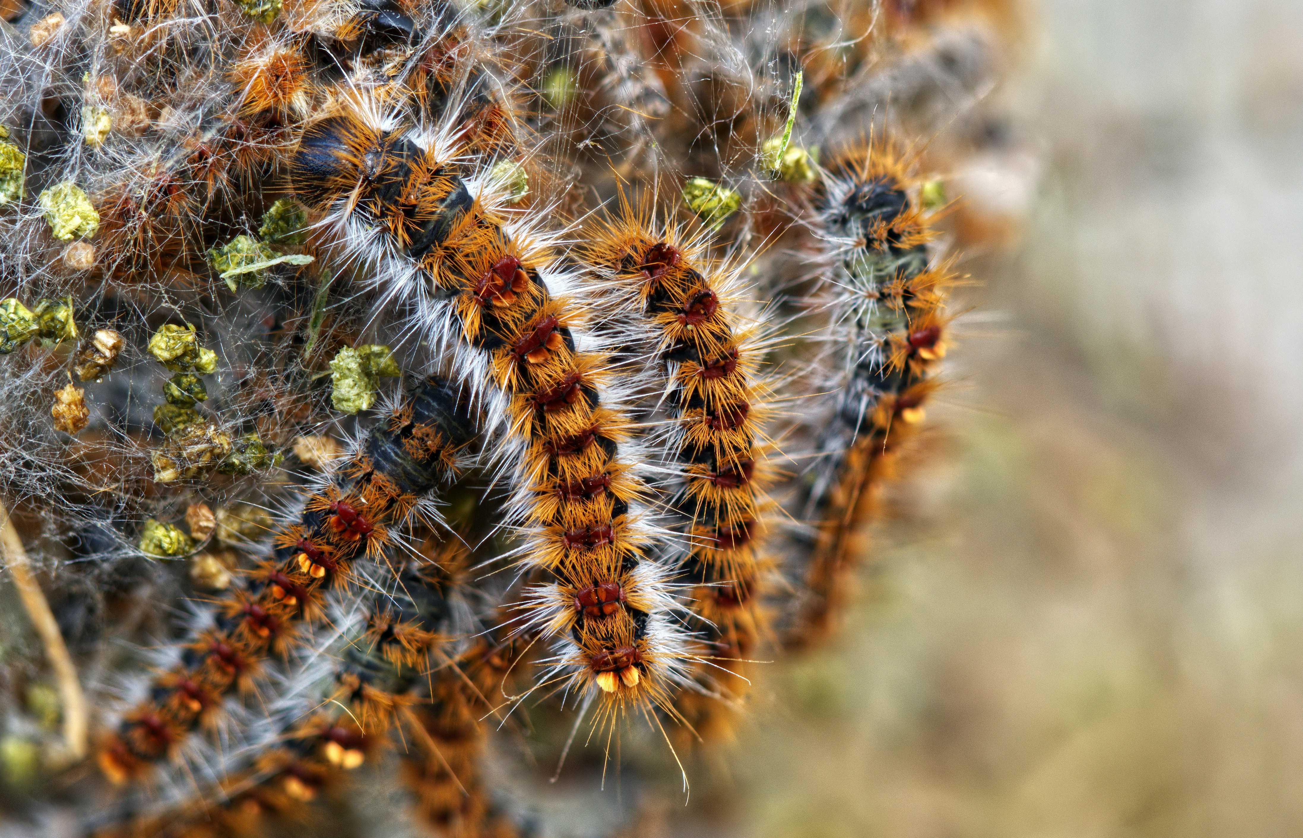 caterpillar